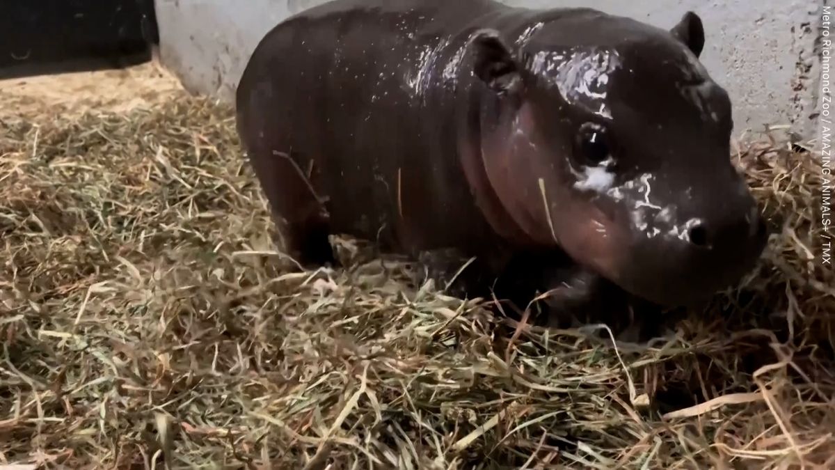 V zoo v USA se narodil vzácný, ohrožený hrošík